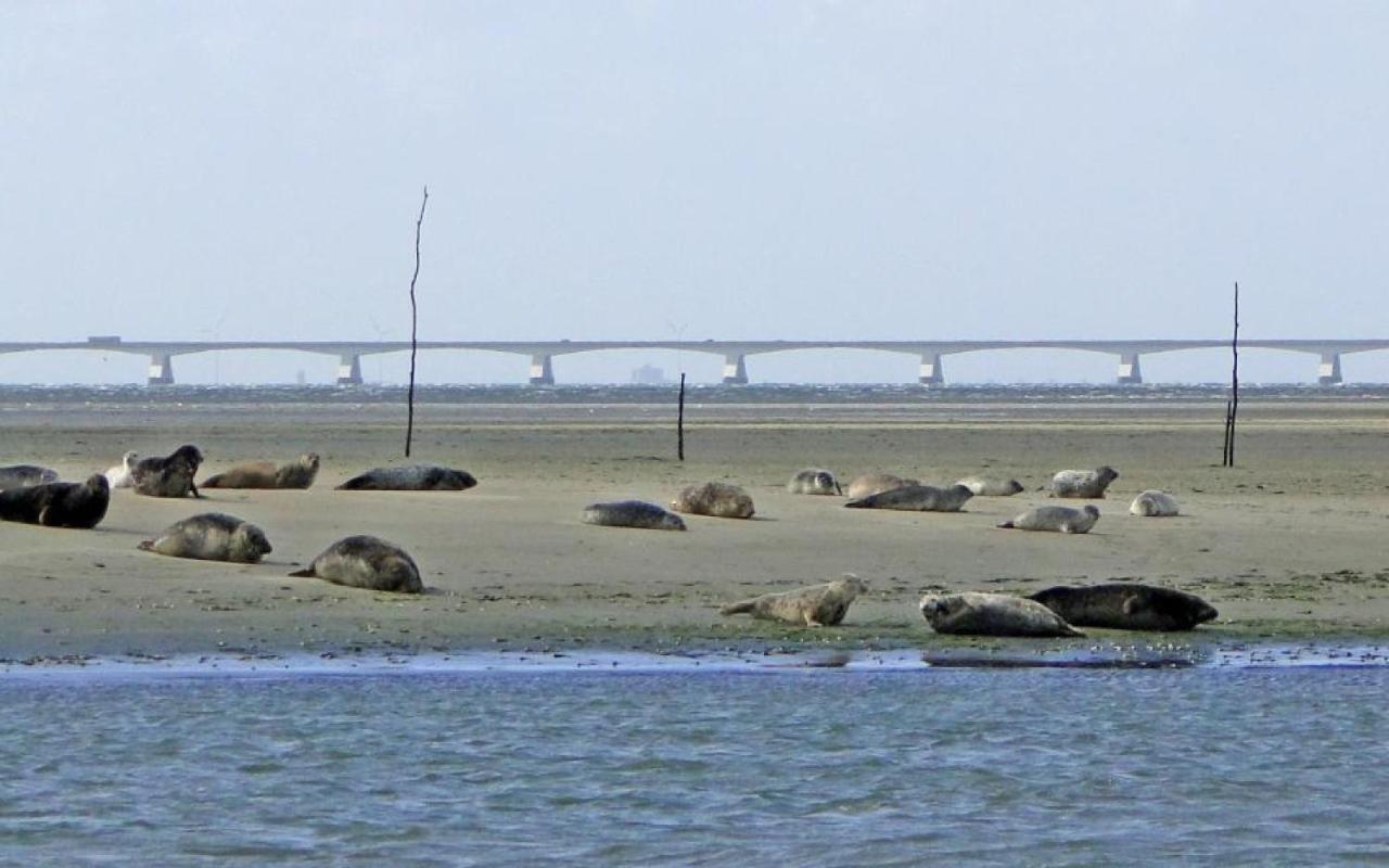דירות Ooltgensplaat Waterland מראה חיצוני תמונה